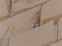 Columba livia domestica