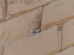 Columba livia domestica