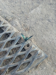 Macrocneme leucostigma