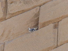 Columba livia domestica