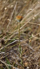 Erigeron supplex