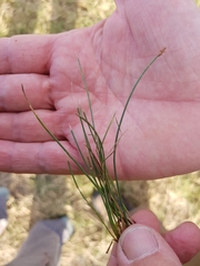 Eleocharis uniglumis