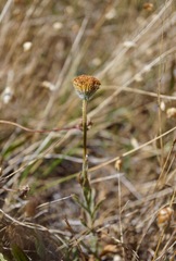 Erigeron supplex