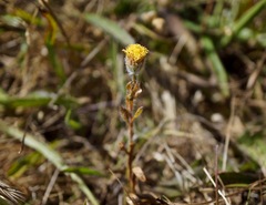 Erigeron supplex