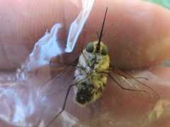 Heterostylum robustum