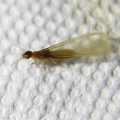 Coptotermes formosanus