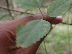 Cordia caffra