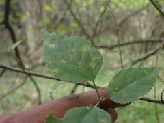 Cordia caffra