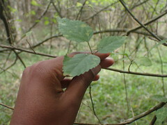 Cordia caffra