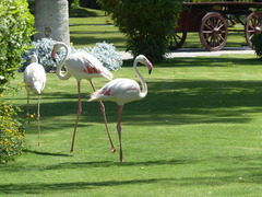 Phoenicopterus roseus