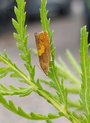 Dichrorampha flavidorsana