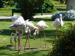 Phoenicopterus roseus