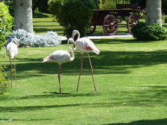 Phoenicopterus roseus