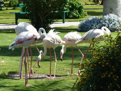 Phoenicopterus roseus