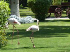 Phoenicopterus roseus