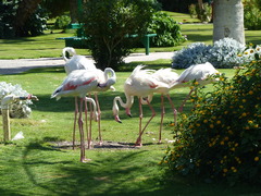 Phoenicopterus roseus