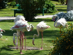 Phoenicopterus roseus