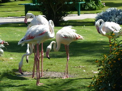 Phoenicopterus roseus