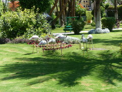 Phoenicopterus roseus