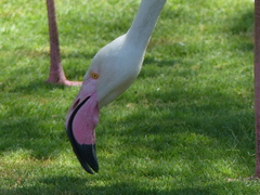 Phoenicopterus roseus