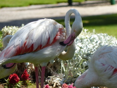 Phoenicopterus roseus