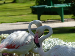 Phoenicopterus roseus