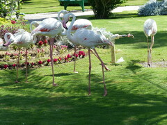 Phoenicopterus roseus