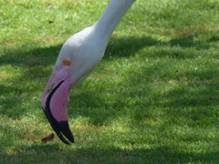 Phoenicopterus roseus