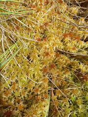 Sphagnum balticum