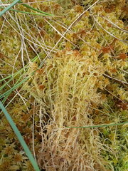 Sphagnum balticum