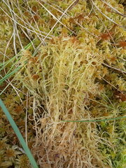 Sphagnum balticum
