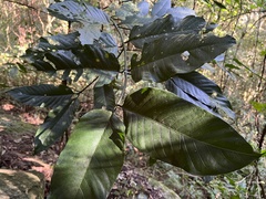Oxyanthus latifolius