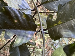 Oxyanthus latifolius