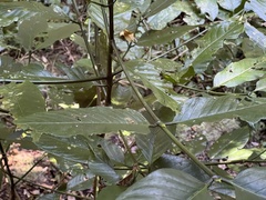Oxyanthus latifolius