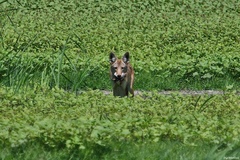 Canis latrans ochropus