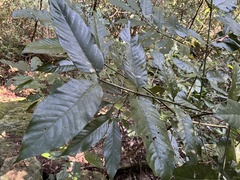 Oxyanthus latifolius
