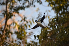 Cyanolanius madagascarinus