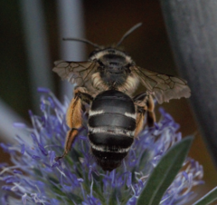 Andrena
