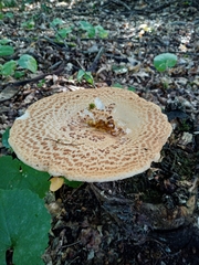 Cerioporus squamosus
