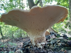 Cerioporus squamosus