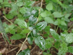 Dovyalis rhamnoides