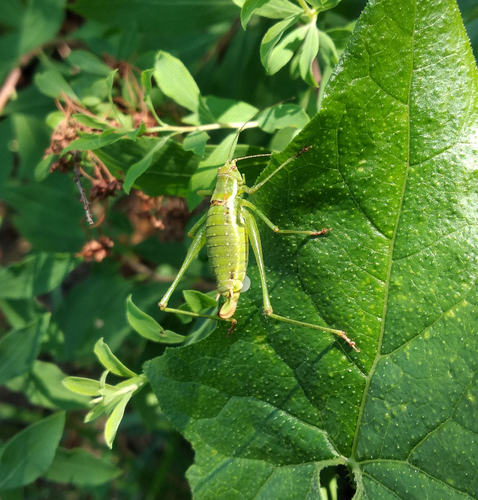 Striped Bush-cricket, Kyiv, M.M. Gryshko National Botanical Garden, photo 10 of 10