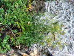 Sisymbrium austriacum