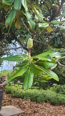 Magnolia grandiflora