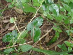 Dovyalis rhamnoides