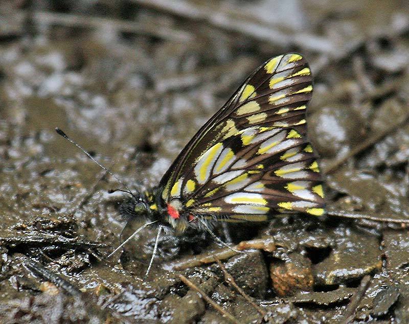 Catasticta ferra