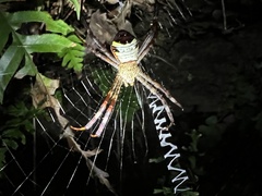 Argiope vietnamensis