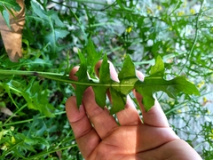 Sisymbrium austriacum