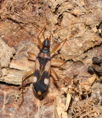 Migdilybs biguttatus