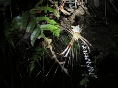 Argiope vietnamensis